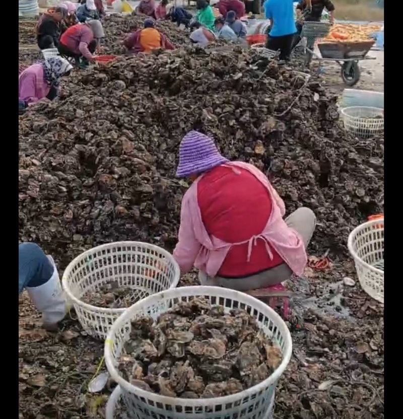 精品生蚝，一手货源，产地直发，成信经营，蚝个很大，肥度高