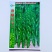 洛椒63号全螺旋顺直螺丝椒种子早熟果色翠绿辣味香浓春