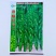 洛椒63号全螺旋顺直螺丝椒种子早熟果色翠绿辣味香浓春