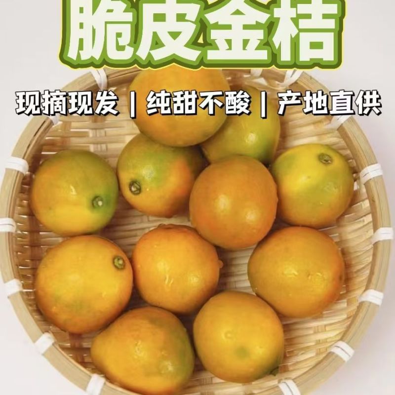 小金桔/广西脆皮金桔/金钱桔产地直供大量有货对接电商超市