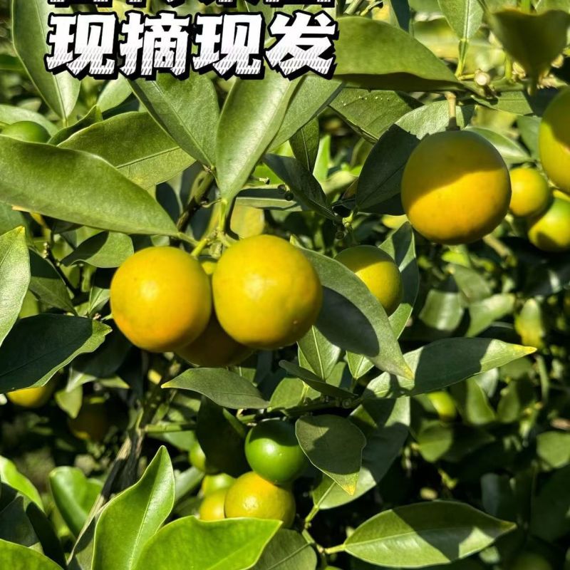 小金桔/广西脆皮金桔/金钱桔产地直供大量有货对接电商超市