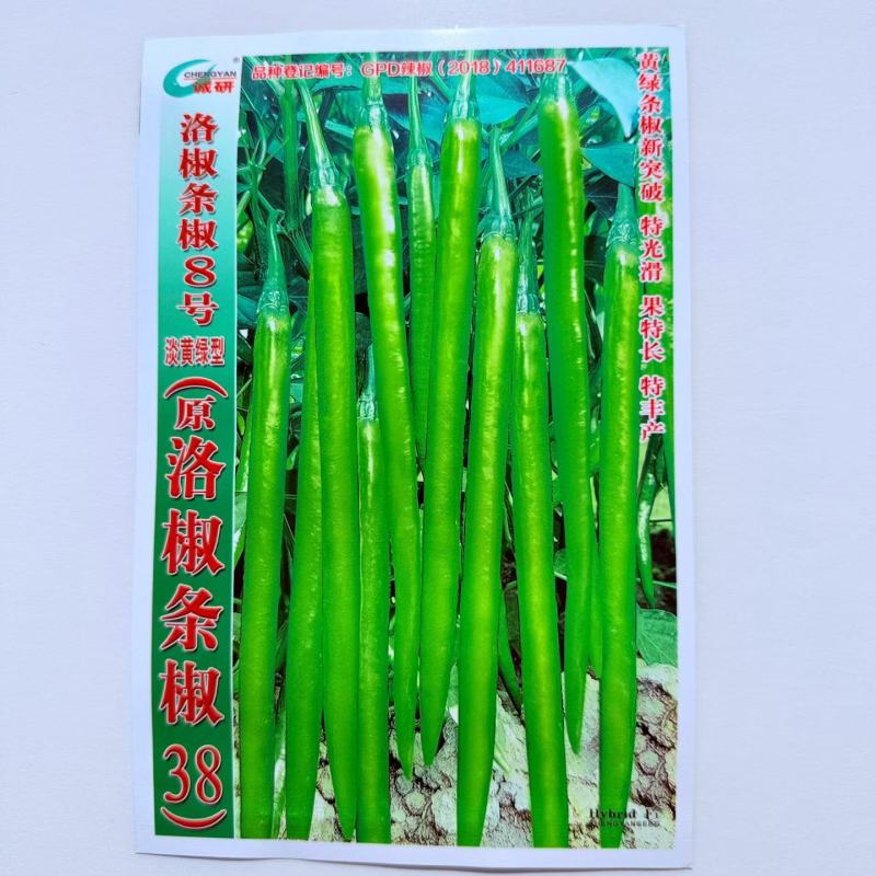 洛椒条椒8号辣椒种子杂交早熟淡黄绿色线椒较辣蔬菜籽