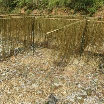 白芝麻，黑芝麻，苎麻，棉花，黄豆。花生油菜子。