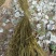 白芝麻，黑芝麻，苎麻，棉花，黄豆。花生油菜子。