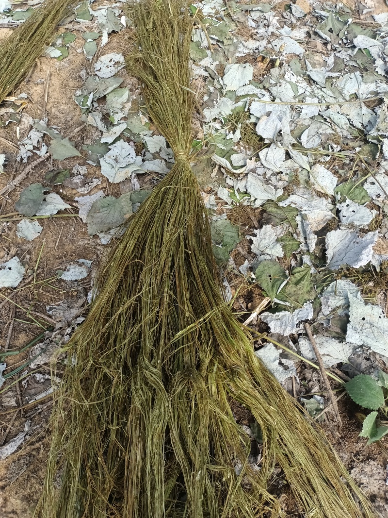 白芝麻，黑芝麻，苎麻，棉花，黄豆。花生油菜子。