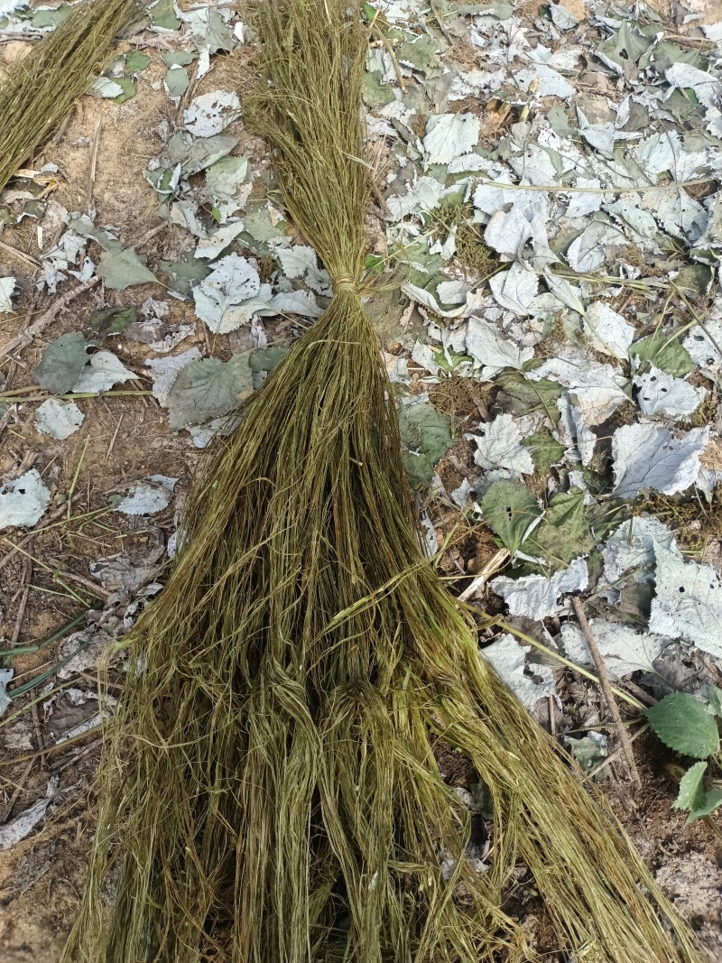 白芝麻，黑芝麻，苎麻，棉花，黄豆。花生油菜子。