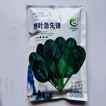 厚叶急先锋杂交菠菜种子红根深绿耐寒性强易捆扎抗病高产商品