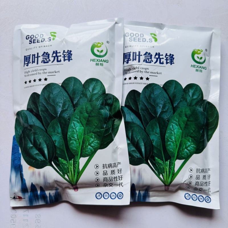 厚叶急先锋杂交菠菜种子红根深绿耐寒性强易捆扎抗病高产商品