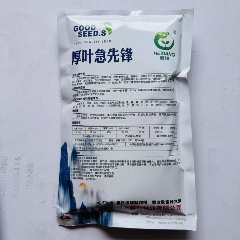 厚叶急先锋杂交菠菜种子红根深绿耐寒性强易捆扎抗病高产商品