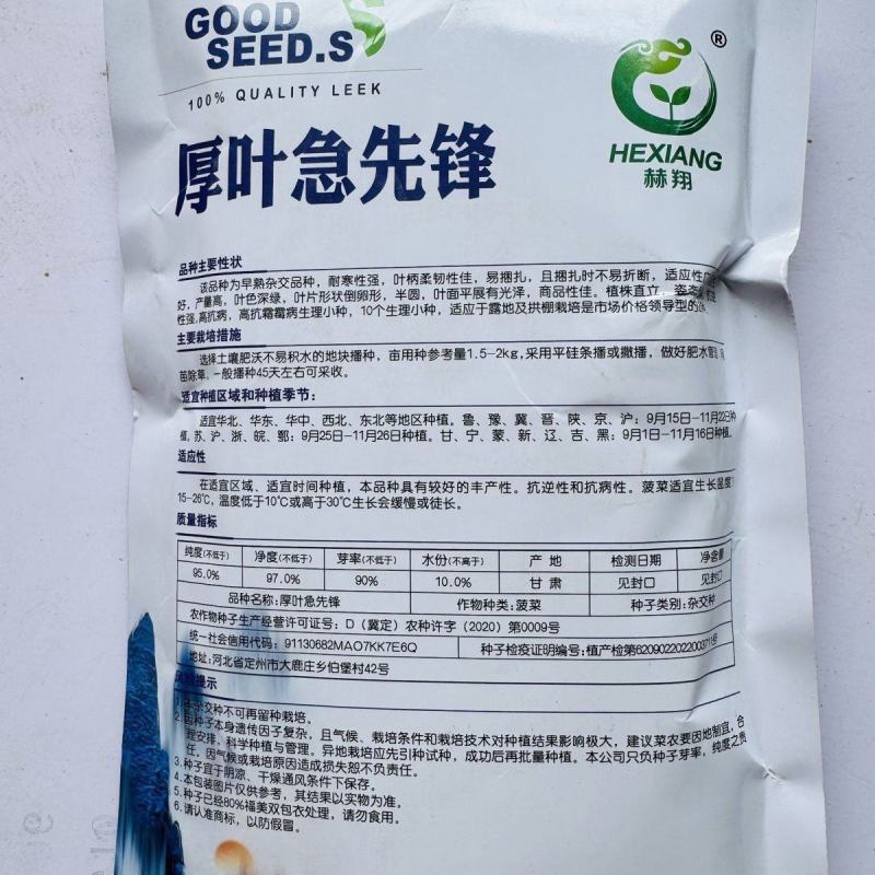 厚叶急先锋杂交菠菜种子红根深绿耐寒性强易捆扎抗病高产商品