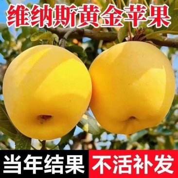 红富士苹果树苗黑钻冰糖心嘎啦奶油南北方种植现挖现发