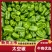 【精品太空椒】辽宁万亩精品太空椒大量上市产地直发