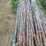 甘蔗2.5一颗
