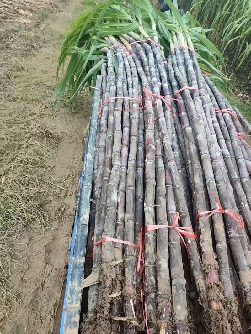 甘蔗2.5一颗