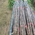 甘蔗2.5一颗