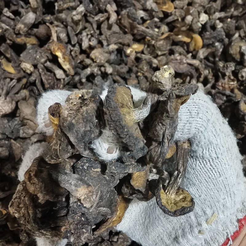 松蘑秋板自然干，肉厚鲜美，数量不多，先到先得