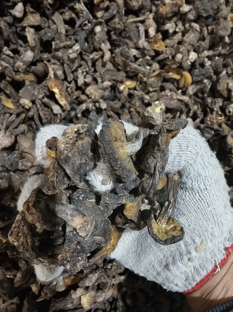松蘑秋板自然干，肉厚鲜美，数量不多，先到先得