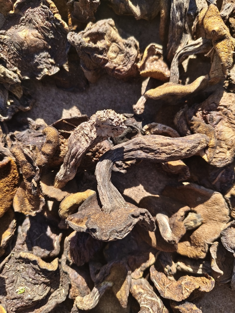 松蘑秋板自然干，肉厚鲜美，数量不多，先到先得