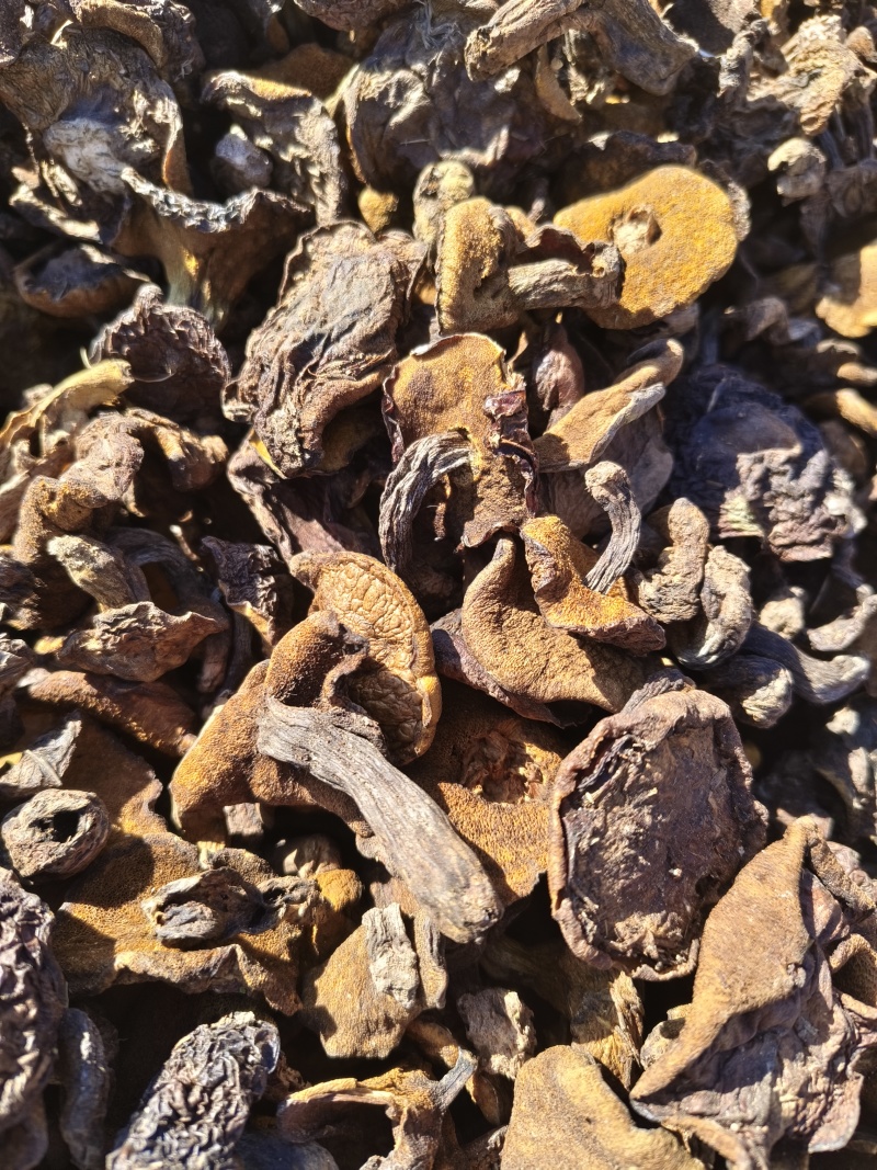 松蘑秋板自然干，肉厚鲜美，数量不多，先到先得