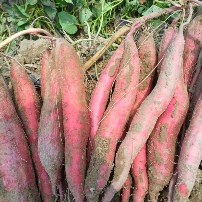 品质保证板栗薯货源充足万亩基地沙地红薯合作共赢