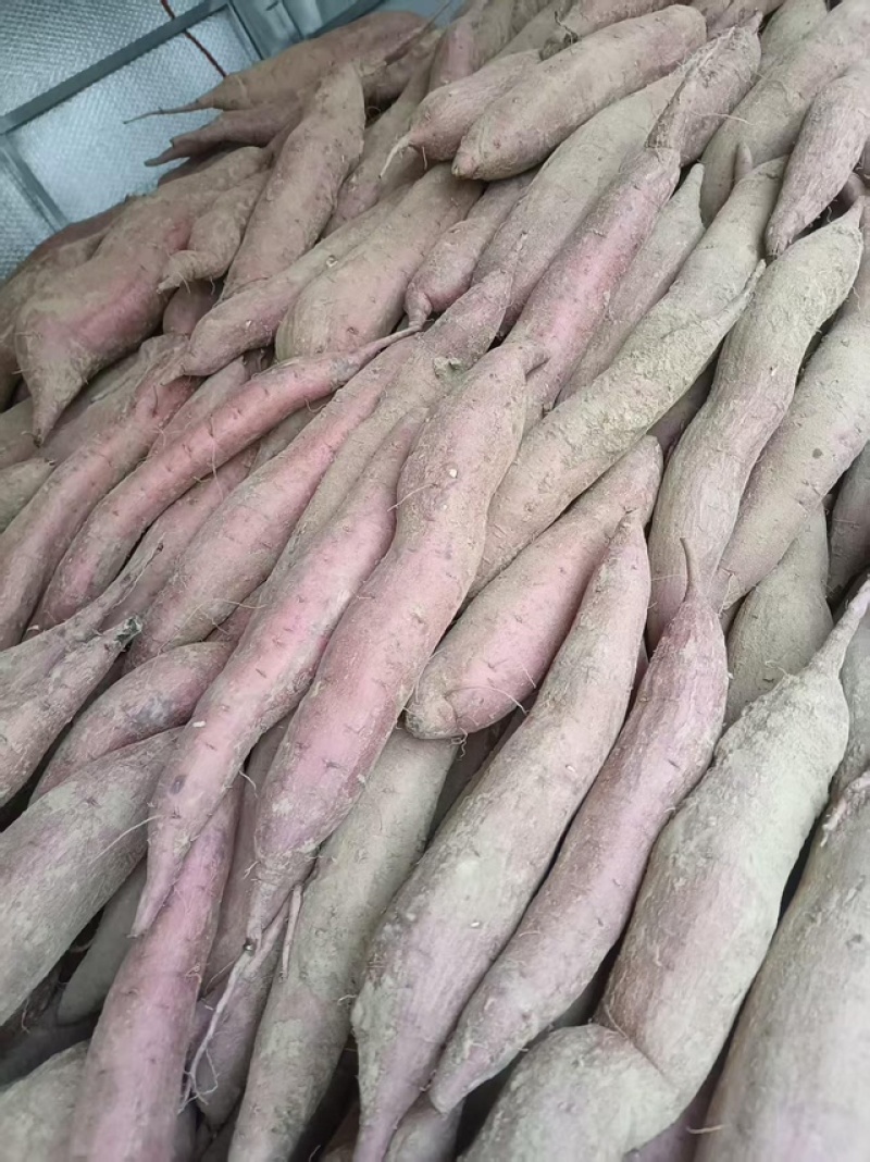 品质保证板栗薯货源充足万亩基地沙地红薯合作共赢