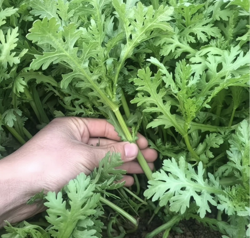精品茼蒿，产地直发品质保证，均当季现货新鲜采摘，量大从优