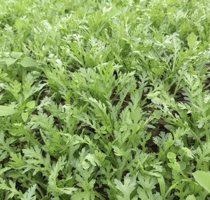 精品茼蒿，产地直发品质保证，均当季现货新鲜采摘，量大从优
