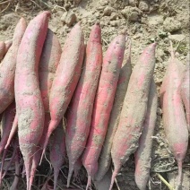 【支持视频】板栗薯货源充足万亩基地沙地红薯
