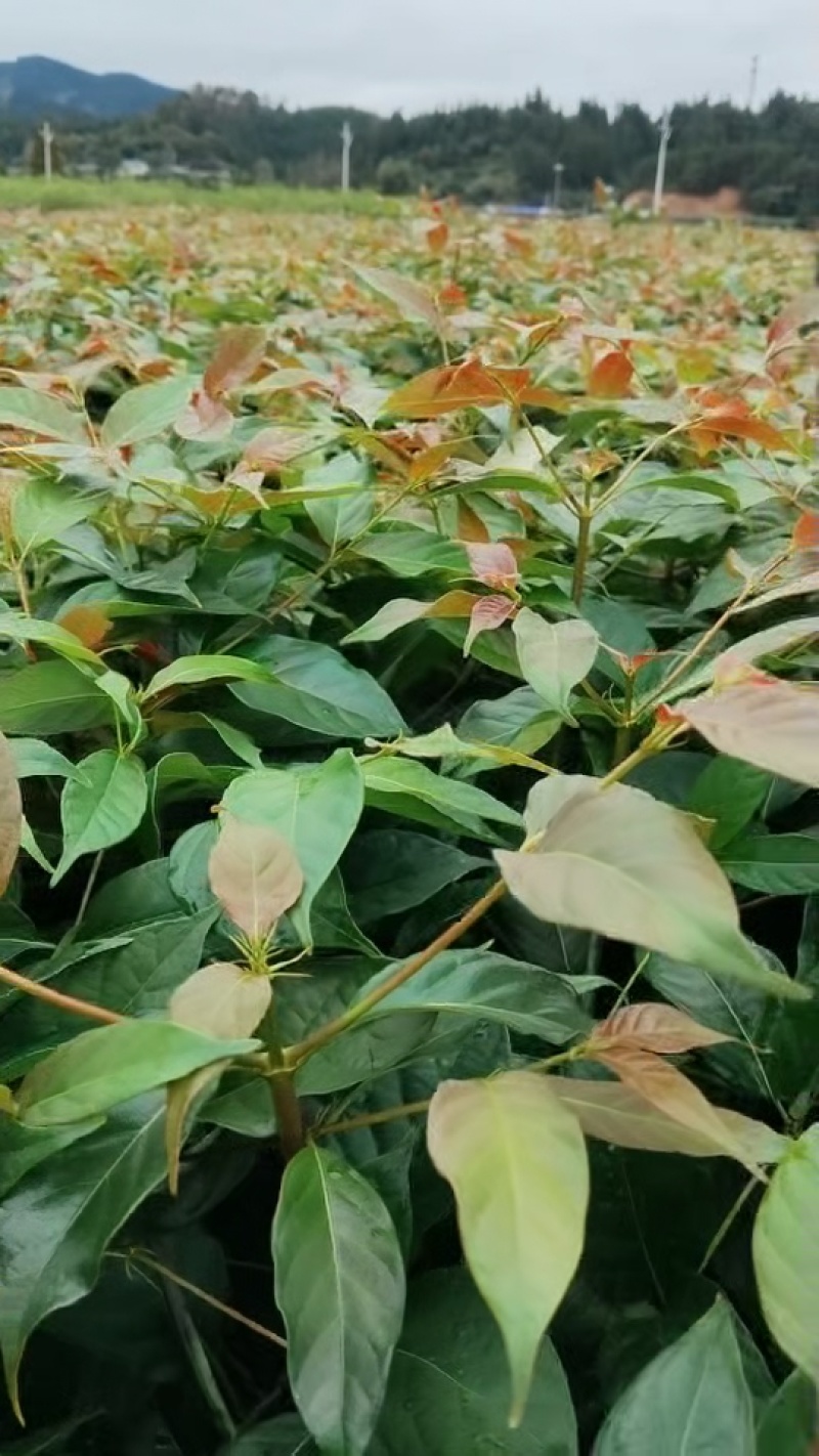 供应两年钩藤苗，上半年种植，下半年有大部分可收入