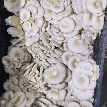 现采平菇新鲜现采现发