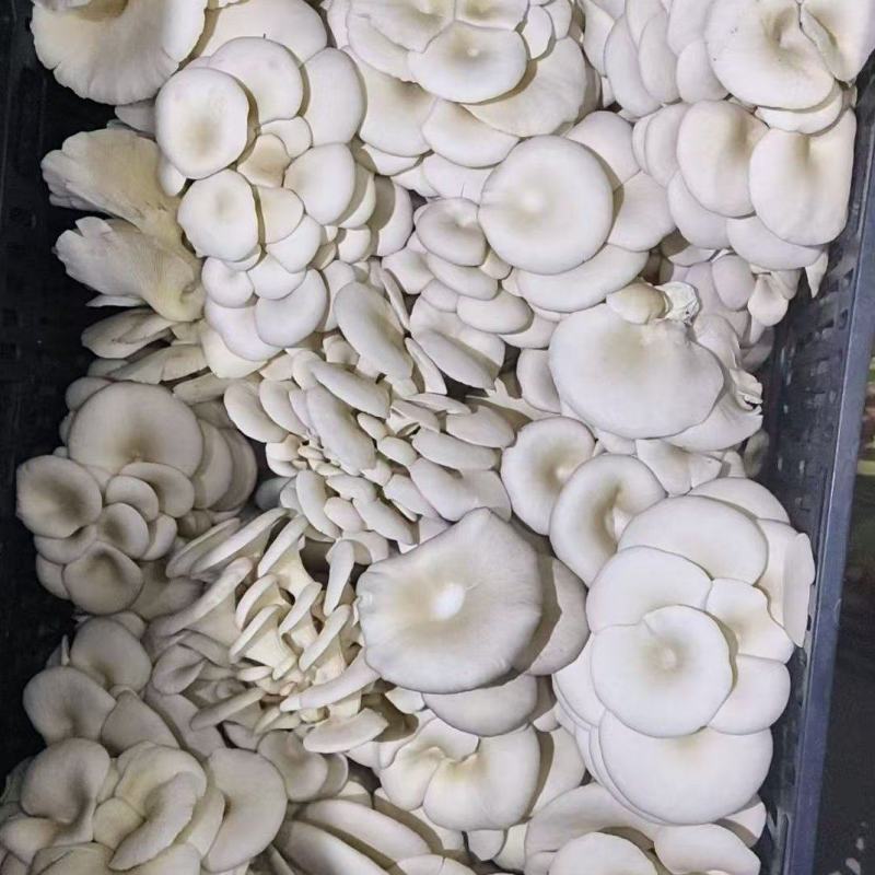 现采平菇新鲜现采现发