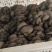 现采平菇新鲜现采现发