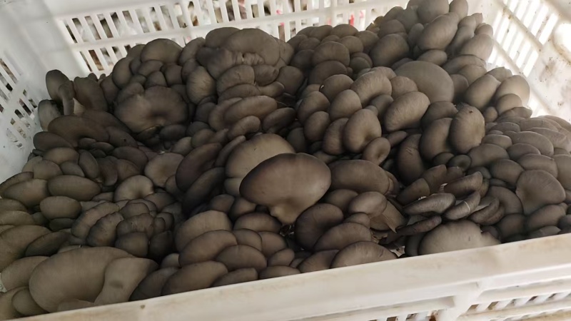 现采平菇新鲜现采现发