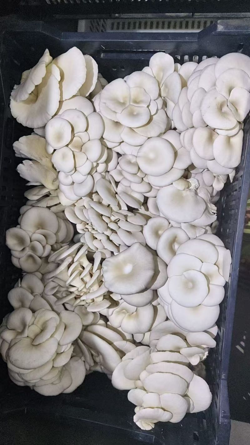 现采平菇新鲜现采现发