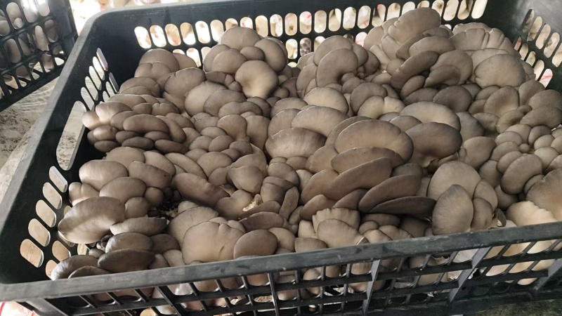 现采平菇新鲜现采现发
