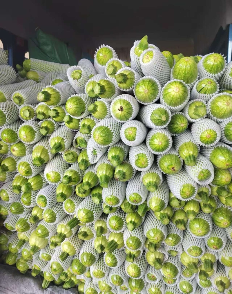 费县西葫芦山东西葫芦产地直发货源充足