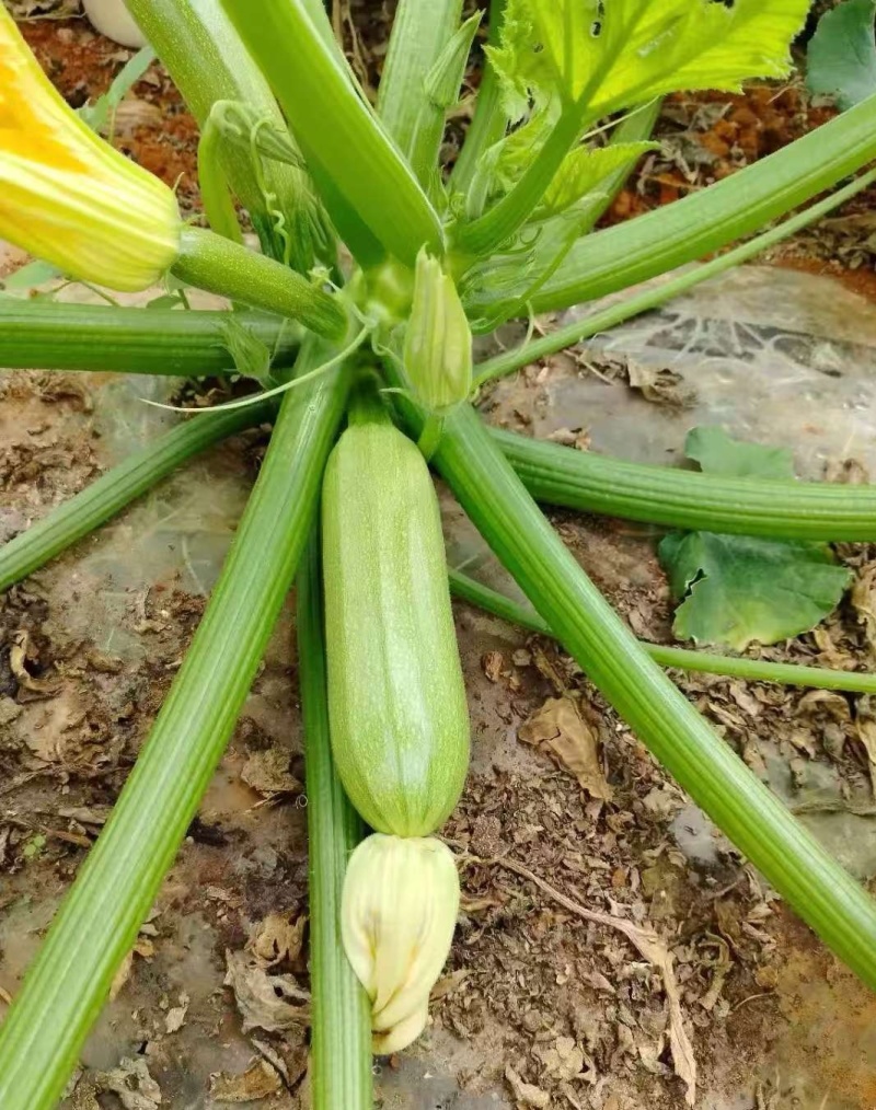 费县西葫芦山东西葫芦产地直发货源充足