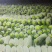 费县西葫芦山东西葫芦产地直发货源充足