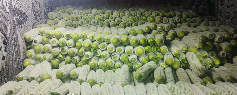 费县西葫芦山东西葫芦产地直发货源充足