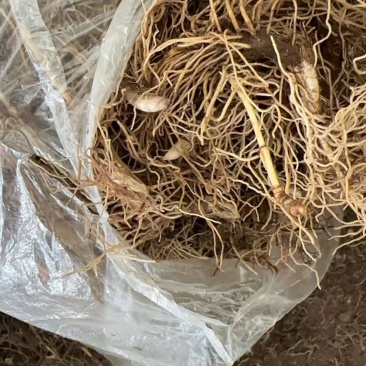 大量批发零售铃兰