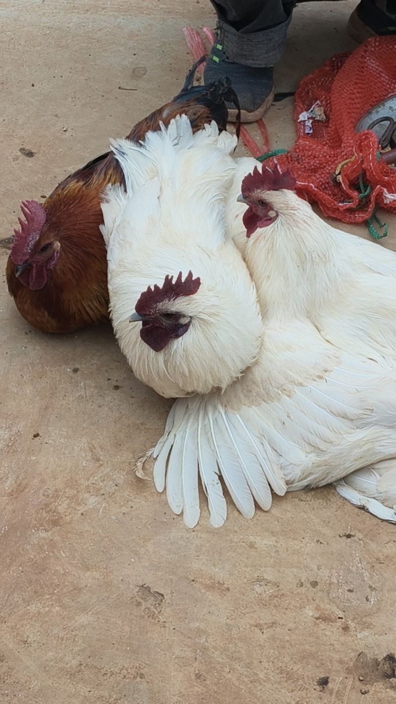 老品种土鸡撒养