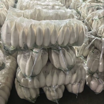湖北白萝卜/诚信经营/大量供应/保质保量