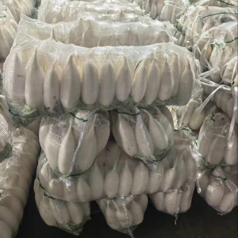湖北白萝卜/诚信经营/大量供应/保质保量