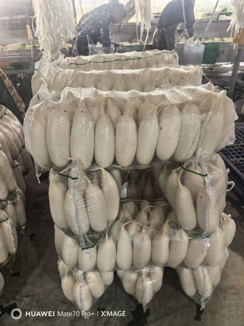 湖北白萝卜/诚信经营/大量供应/保质保量