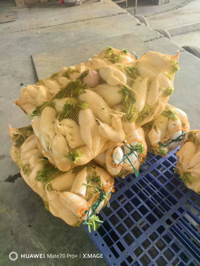 湖北白萝卜/诚信经营/大量供应/保质保量
