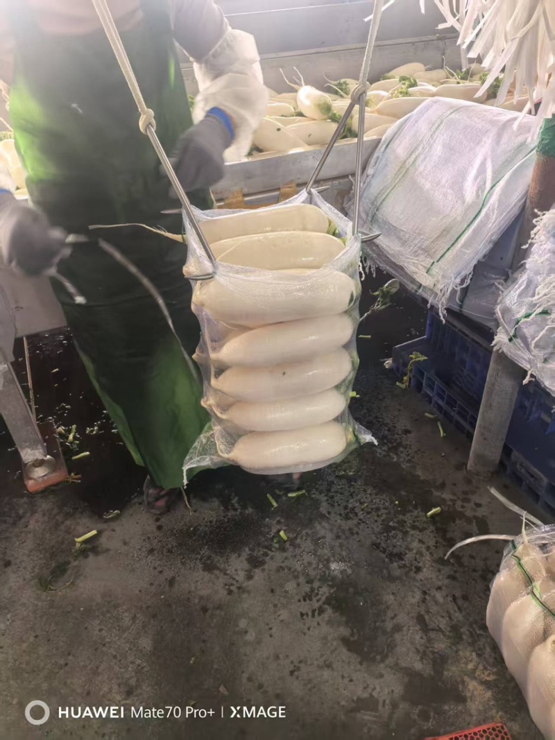 湖北白萝卜/诚信经营/大量供应/保质保量