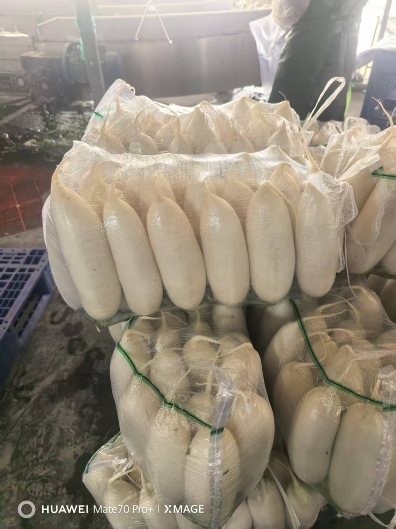 湖北白萝卜/诚信经营/大量供应/保质保量