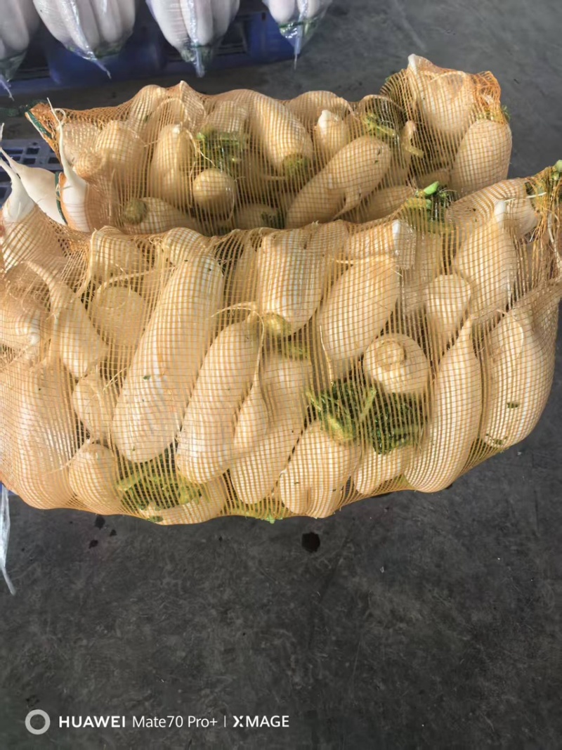 湖北白萝卜/诚信经营/大量供应/保质保量