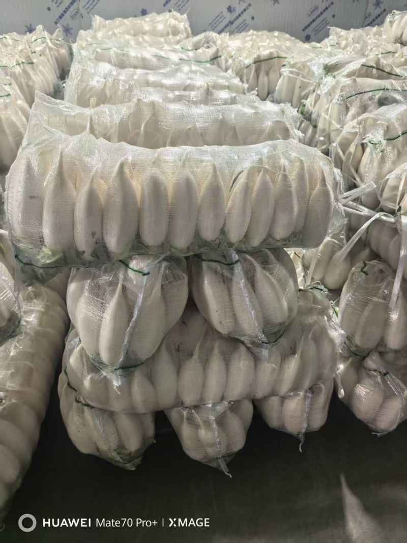 湖北白萝卜/诚信经营/大量供应/保质保量