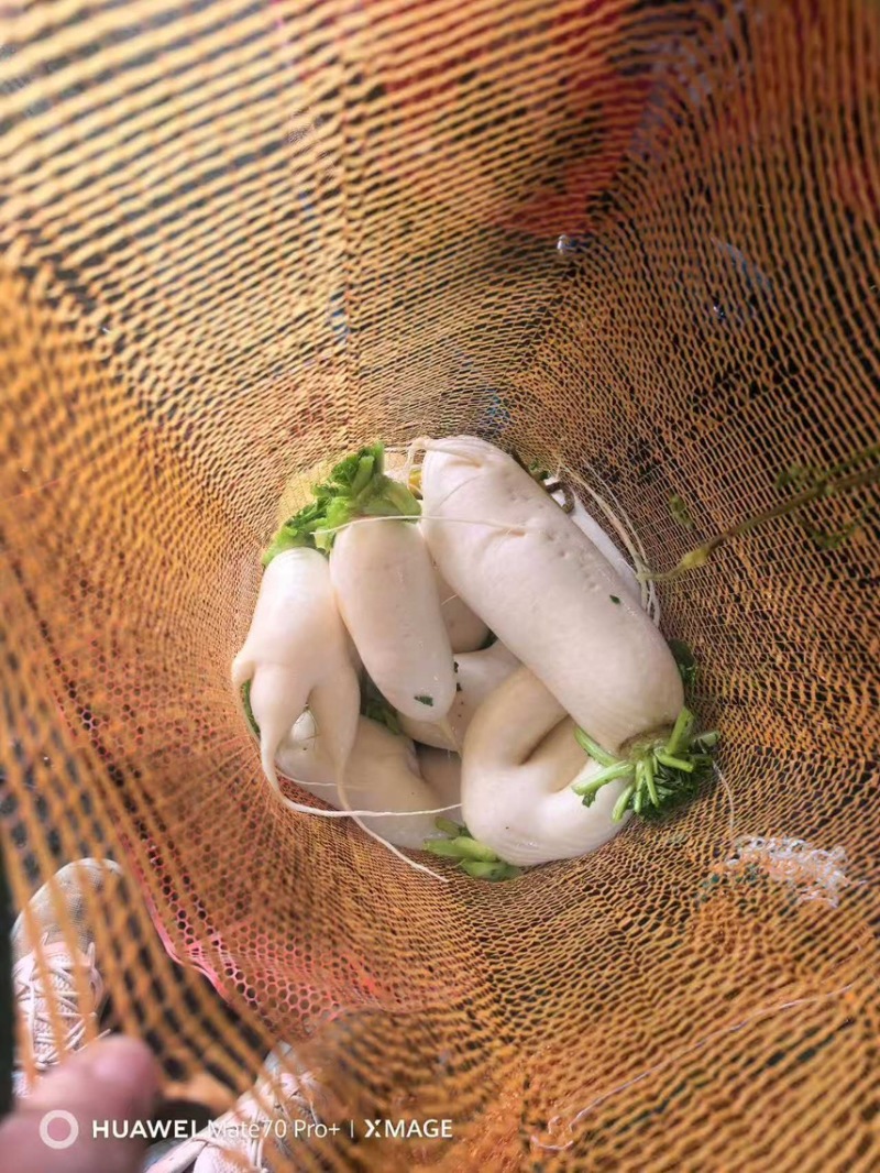 湖北白萝卜/诚信经营/大量供应/保质保量